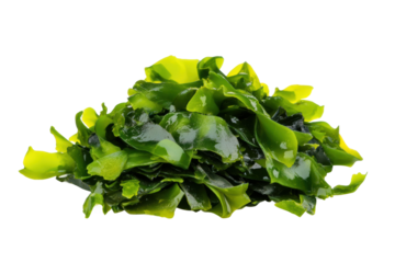 Fresh green edible seaweed isolated on black background, cut out