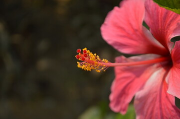 Pink hibiscus flower blooming in the garden,