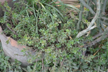 Close up detail of green leaves of the Plant. close up shot of leaves, nature background.