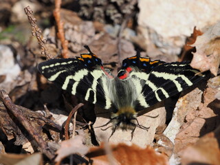 This is a colony of dogtooth violets in Gifu Prefecture, Japan. The first spring gifu butterfly has landed on a dogtooth violets flower. It has just emerged.