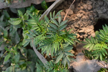 Close up detail of green leaves of the Plant. close up shot of leaves, nature background.