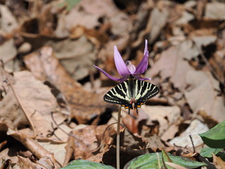 This is a colony of dogtooth violets in Gifu Prefecture, Japan. The first spring gifu butterfly has landed on a dogtooth violets flower. It has just emerged.
