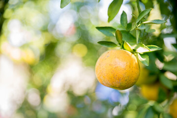 Business farm orange concept nature fruit citrus orchard mandarin tree growing, vibrant organic lush leaves background farmer green garden crop leaf ripe laden branches plant close up farming growth.