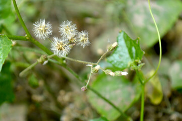 Dry grass and purple flower in the garden,bangladesh