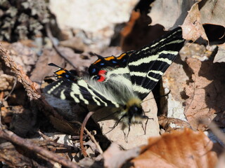 This is a colony of dogtooth violets in Gifu Prefecture, Japan. The first spring gifu butterfly has landed on a dogtooth violets flower. It has just emerged.