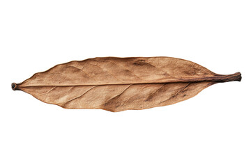 Detailed close-up of a single dried brown leaf on black background, cut out