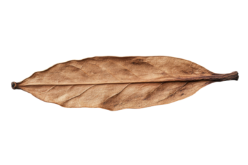 Detailed close-up of a single dried brown leaf on black background, cut out