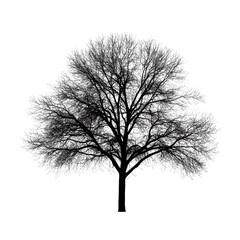 Elegant tree silhouette against a bright white background showcasing natural beauty and simplicity in design, Image tree silhouette isolated on white background