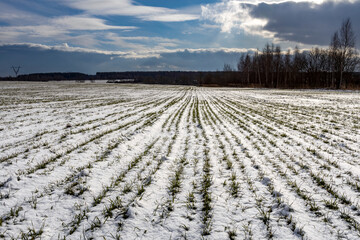 Obraz premium Field covered in snow with a few trees in the background