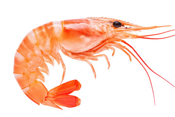 Close-up of fresh vibrant orange shrimp on white background, cut out