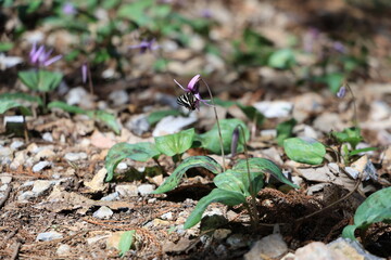 This is a colony of dogtooth violets in Gifu Prefecture, Japan. The first spring gifu butterfly has landed on a dogtooth violets flower. It has just emerged.