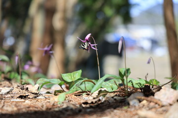This is a colony of dogtooth violets in Gifu Prefecture, Japan. The first spring gifu butterfly has landed on a dogtooth violets flower. It has just emerged.
