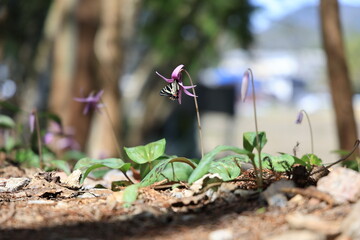 This is a colony of dogtooth violets in Gifu Prefecture, Japan. The first spring gifu butterfly has...