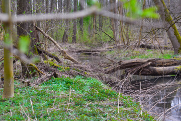 spring roads and trails in swamps in impassable wild forests