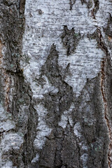 Natural texture background with tree bark. Birch bark. Textured tree birch bark texture background.