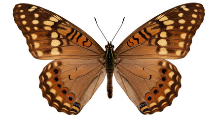 Fototapeta premium Isolated Butterfly on white background