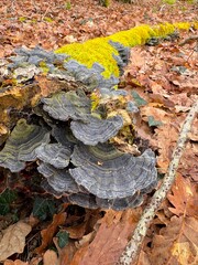 Arbre mort recouvert de champignon Trametes versicolor communément appelée « queue de dinde »