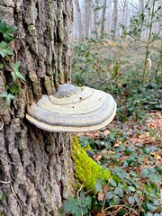 Amadouvier (champignon) qui a pousser sur un arbre.