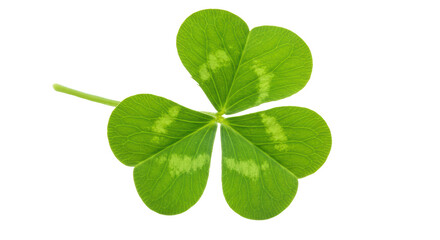 Isolated Green Shamrock Plant Isolated on Background