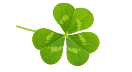 Isolated Green Shamrock Plant Isolated on Background