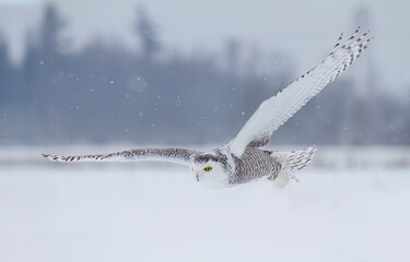 Snowy owl (Bubo scandiacus) flies low over hunting an open snowy field in winter in Ottawa, Canada