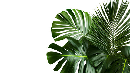 Fototapeta premium Lush tropical leaves on black background, cut out transparent