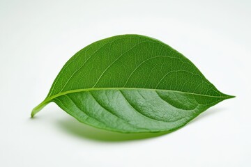A single vibrant green leaf rests on a white background surface