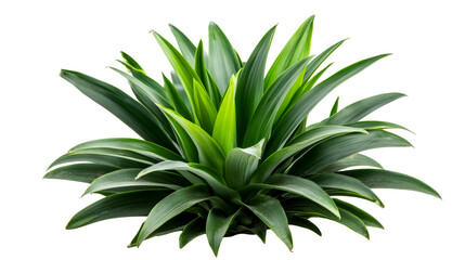 Pandanus tectorius plant with long pointed leaves, cut out transparent