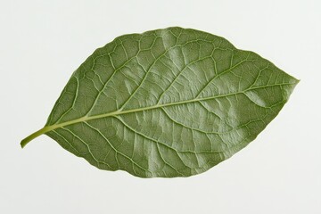 A close up view of a green leaf on white background