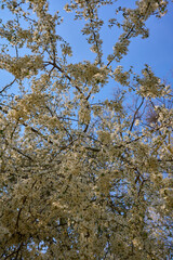 White blossom tree in spring.........
