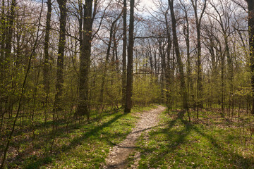 Fototapeta premium Spring forest trail with sunlight...2/2.........