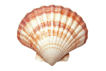 Obraz premium Scallop shell with orange ridges on black background, cut out