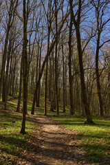 Spring forest trail with sunlight...2/2.........