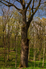 Fototapeta premium Old oak tree in spring forest.........