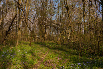 Spring forest path with blooming flowers.........