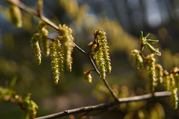 Blooming catkins on tree branch.........