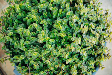 A houseplant with dense green foliage. It stands on the street near the house. Garden decoration.