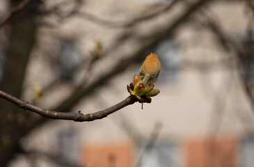 the onset of spring, the beginning of flowering trees.