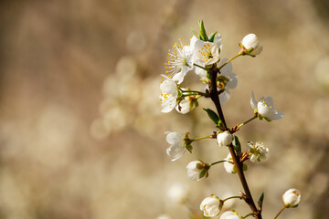 the onset of spring, the beginning of the flowering of trees.