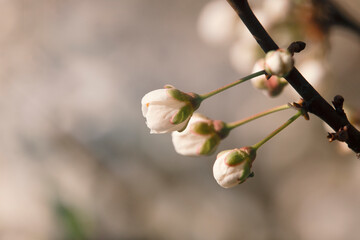 the onset of spring, the beginning of flowering.