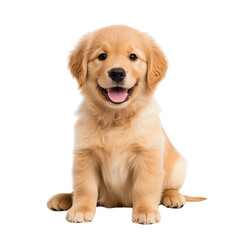 Playful golden retriever puppy home photo indoor front view joyful companion