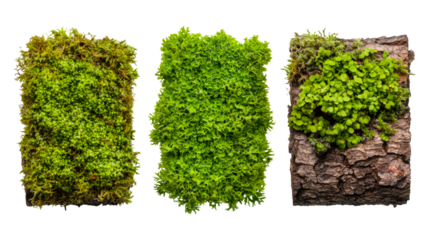Collection moss on bark, vivid, green, rectangle, cut out transparent