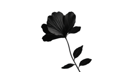 Black flower with leaves on stem, minimal floral design, cut out transparent