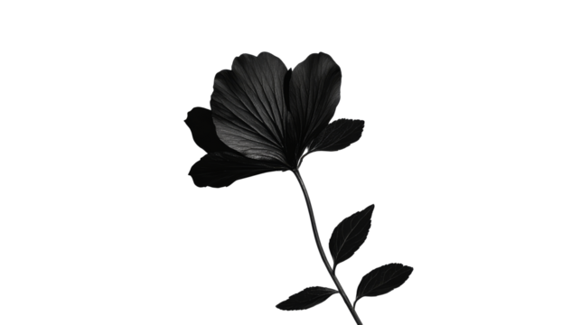 Black flower with leaves on stem, minimal floral design, cut out transparent