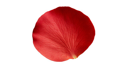 Delicate red rose petal on black background close-up, cut out transparent