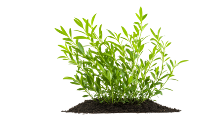 Bush of green foliage on ground, cut out transparent