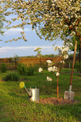 new seedling with watering can and shovel under old tree. apple trees bloom in spring