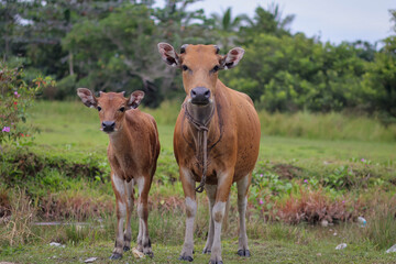 Group of cows front view on a row in a field, curious looking at the camera and a blue sky