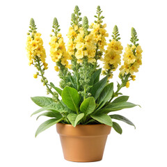 luxury gold logo concept