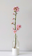 A minimalist arrangement featuring a jade plant branch with pink blooms placed in a clear glass bottle against a clean, white background, evoking simplicity, elegance, and tranquility.


